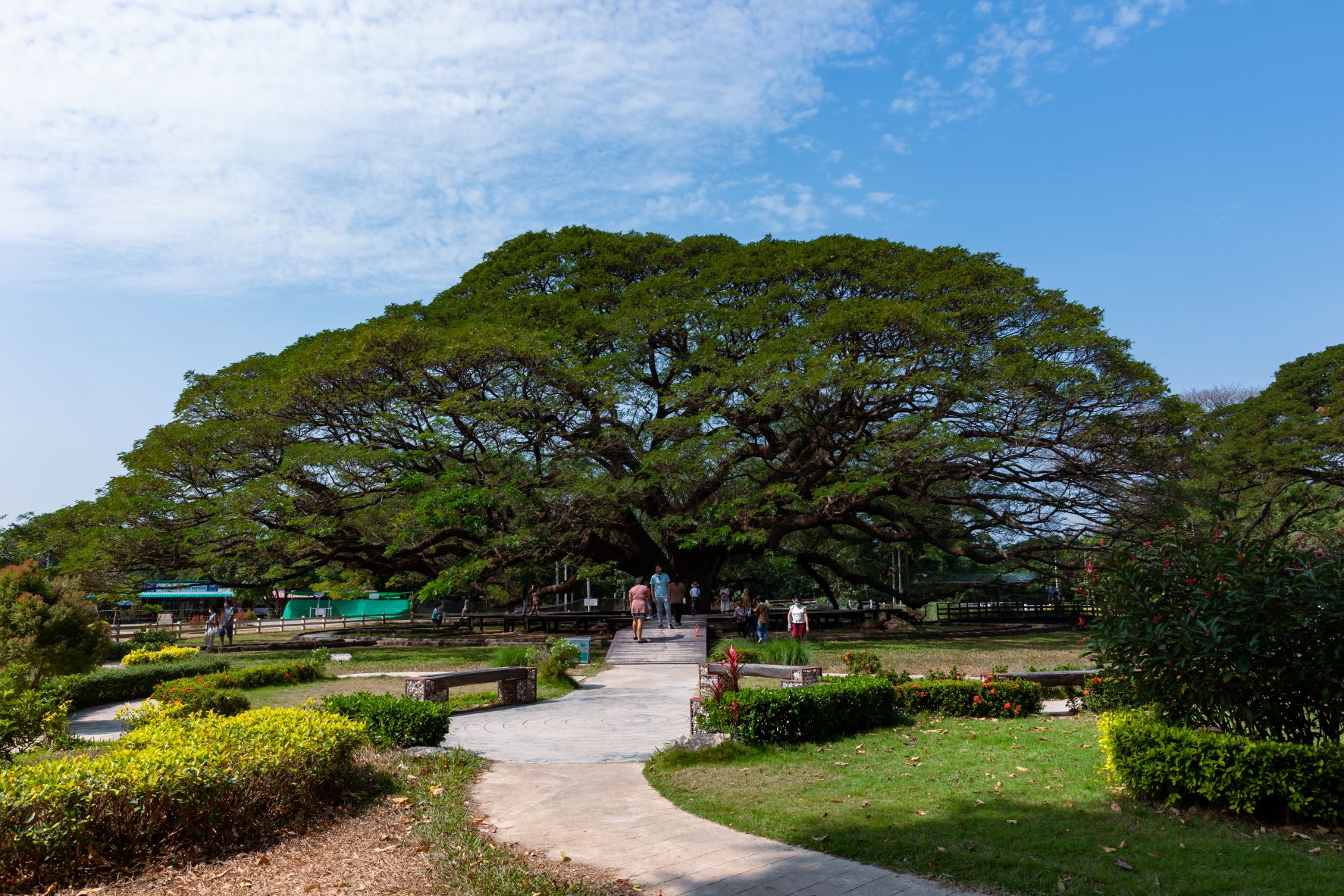 Giant Tree